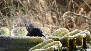 Чрная ворона купается в фонтане