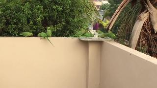 Зеленые попугаи в индии