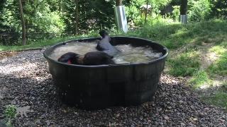 Забавный черный медведь искупался в бассейне