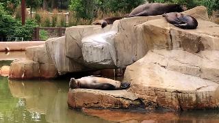 Зоопарк генри дурли семейство тюленей с младенцем и поразительный момент