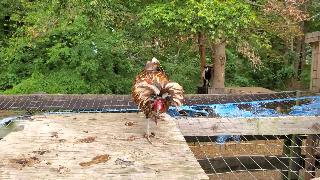 Атака петуха красивая польская курица