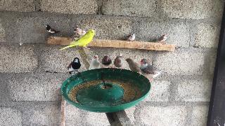 Зяблики и волнистые попугайчики едят время