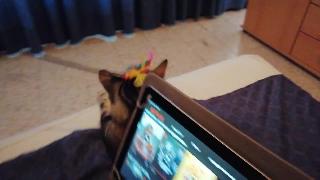 Смешные кошки котенок майло играет и застревает в держателе планшета