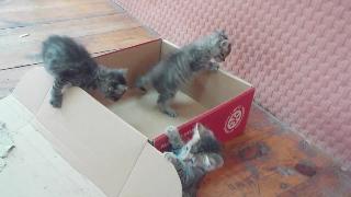 Котята тоже любят ящики