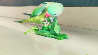 Александр малыш попугай любит шпинат