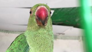 Индийский зеленый попугай ест яблоко в большой клетке