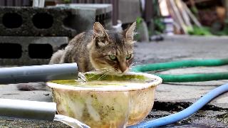 Питьевая бездомная кошка