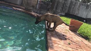 Маленькая собака боится прыгнуть в бассейн