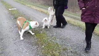 Бульдог нападает на маленького пса пока волдог не приходит на помощь эйден