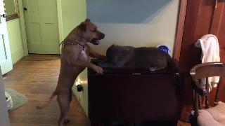 Питбуль собака против кошки играть бои