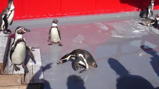 Симпатичный пингвин играет с тенью смешной пингвин в японии забавные животные
