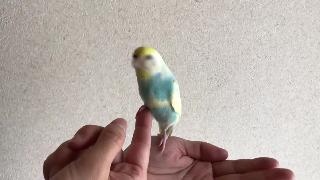Ваша рука попугайчик