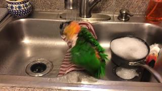 Каик принимает ванну