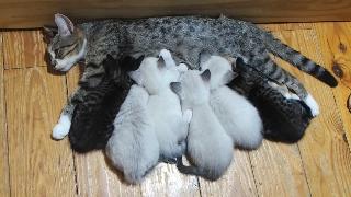 Котята кормящиеся мамой табатой кошка