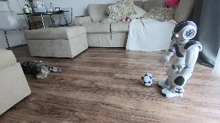 Нао робот играет в футбол с кошкой