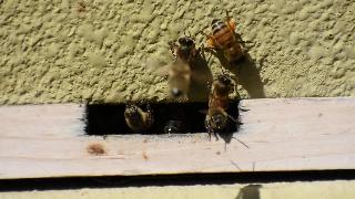 Новые пчелы