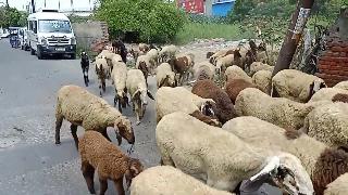 Животные жизнь в ходе едя с нашей группе видео для детей ферма животные для детей коза и овца