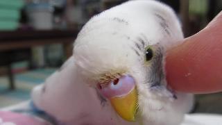Волнистые попугайчики янтарные полностью открытой