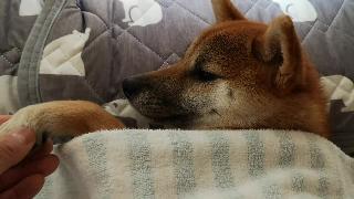 Маруко шиба ину спит в постели сибайну шиба ину жизнь с собакой боб шиба