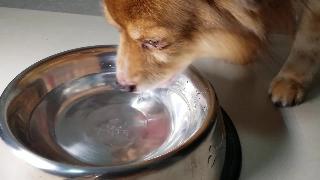 Восточноазиатская деревня пекинес собака так громко пьет воду