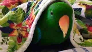 Попугай эклектус в одеяле
