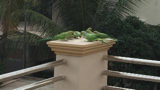 Попугаи в индии супер симпатичные попугаи попугаи говорят с естественным голосом
