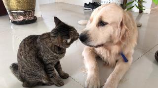 Салли кот со своей подругой джимми золотистый ретривер 