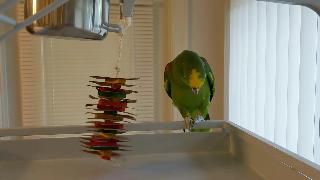 Свободу попугай играет с висящим картоном уничтожь игрушку хилтон хед айленд южная каролина