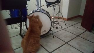 Мой кот играет на барабанах