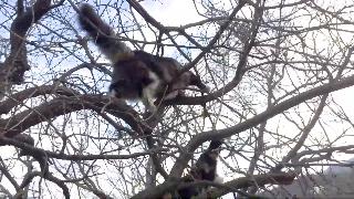 Мейнкун борется на дереве