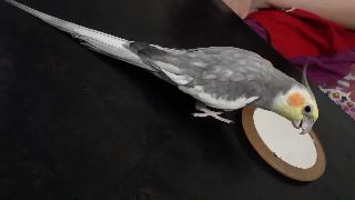 Коктейль говорящий попугай