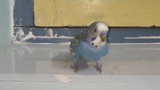 Пушистый синий волнистый попугайчик видео входящий