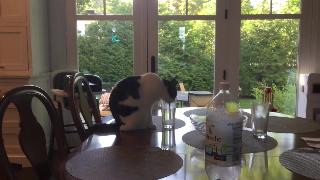 Почему наша кошка рози любит сельтерскую воду