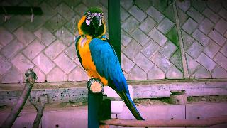 Красивая голубая и желтая ара