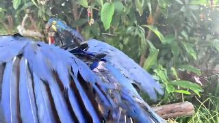 Восхитительные кадры запечатлели синих птиц льющихся как в тропическом лесу