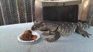 Ящерица ест собачью еду