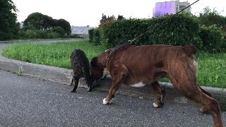 Собака против бенгальского кота