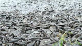 Гибридное рыбное хозяйство магур разведение сомов часть
