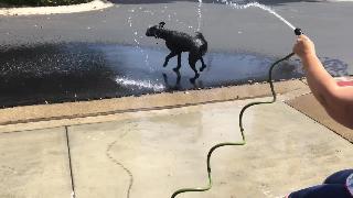 Собака гуляет на ногах