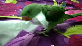 Борьба за папиросную бумагу попугай ест бумагу бирб тота маша александрина