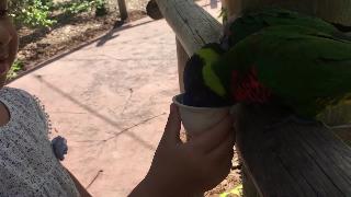 Кормление попугая в зоопарке во флориде
