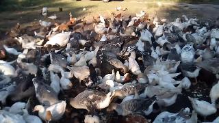 Видео из цыплята утки гуси петухи птенцы утята гусята и индейки тоже