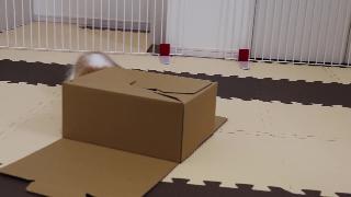 Игра с коробкой часть дневник роста манчкин котенок
