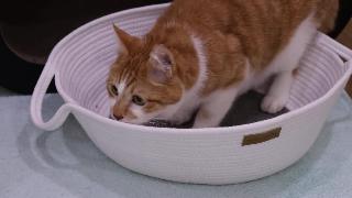 Бейкер баттерфляй кошка с видео