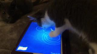 Котенок для усыновления играть с планшетом подробнее
