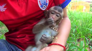 Что это за обезьянка которая ест маму