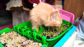 Персидская кошка ест посаженную пшеничную траву