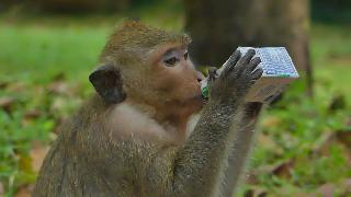 Вау о боже пожалей обезьян нужна еда в храме ангкорват