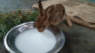 Рабит в молоке еде травы кролика