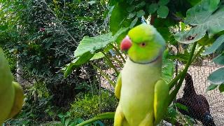 Милые индийские попугаи говорят